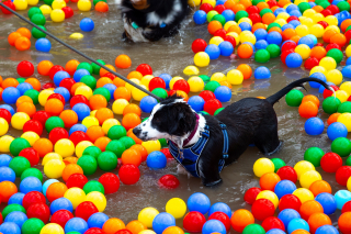 Illustration de l'article : Canidays avec Hill’s : un programme sur-mesure pour les chiens et leur famille en quête d’aventure et de moments complices