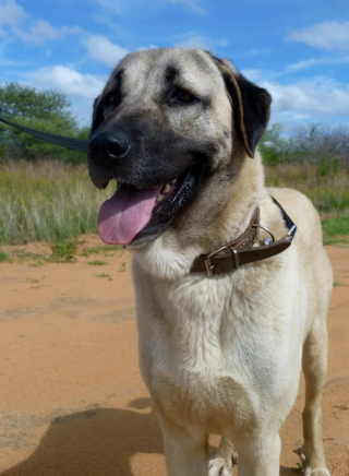 Illustration de l'article : Ces chiens de Berger font un voyage de 8000 kilomètres pour veiller sur des guépards