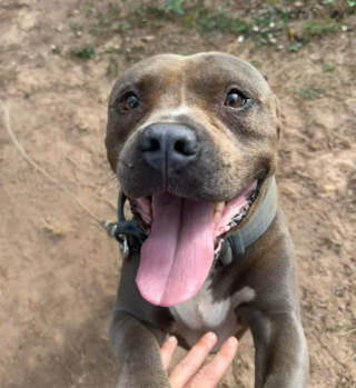 Illustration de l'article : Un Pitbull négligé depuis 3 ans est sauvé par une bénévole au grand cœur