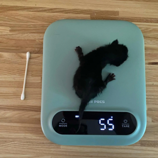 Illustration de l'article : Privé de sa maman, ce chaton nouveau-né lutte vaillamment pour prendre du poids et rester en vie