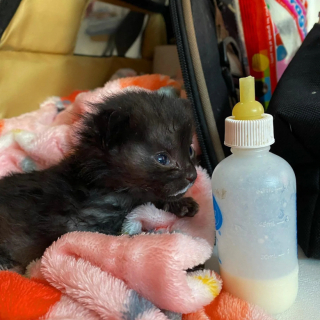 Illustration de l'article : Privé de sa maman, ce chaton nouveau-né lutte vaillamment pour prendre du poids et rester en vie