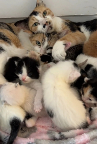 Illustration de l'article : 2 chattes donnent naissance en même temps et élèvent leurs petits ensemble (vidéo)