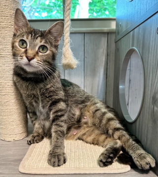 Illustration de l'article : Une bénévole venue adopter des chatons repart avec une chatte enceinte en détresse