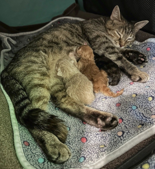 Illustration de l'article : Une bénévole venue adopter des chatons repart avec une chatte enceinte en détresse