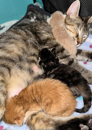 Illustration de l'article : Une bénévole venue adopter des chatons repart avec une chatte enceinte en détresse