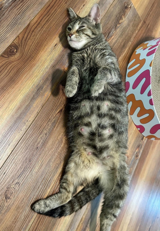 Illustration de l'article : Une bénévole venue adopter des chatons repart avec une chatte enceinte en détresse