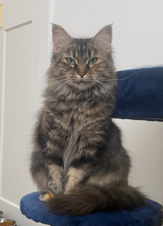 Illustration de l'article : L’émouvante transformation d’une jeune chatte errante qui renoue avec le bonheur grâce à sa famille d’accueil