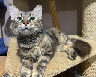 Illustration de l'article : L’émouvante transformation d’une jeune chatte errante qui renoue avec le bonheur grâce à sa famille d’accueil