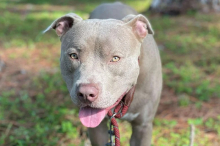 Illustration de l'article : Un chien timide cherche sa nouvelle famille depuis plus de 800 jours