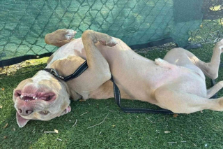 Illustration de l'article : Un chien timide cherche sa nouvelle famille depuis plus de 800 jours