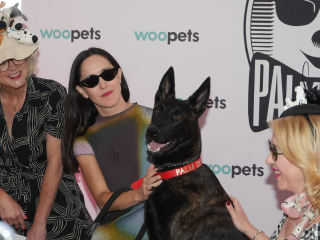 Illustration de l'article : Le prix Palm Dog 2026 du meilleur acteur canin est d&eacute;cern&eacute; &agrave; Yuri pour sa touchante performance dans &laquo; La Chienne &raquo; (&laquo; La Perra &raquo;) de Dominga Sotomayor