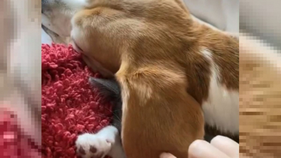 Illustration : Cette vidéo d'un chaton se servant de l'oreille de son ami chien comme couverture a fait fondre les coeurs des internautes