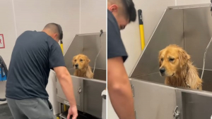 Illustration : "La réaction hilarante d'un chien venant d'être lavé et dont le maître veut l'inciter à se secouer pour se sécher (vidéo)"