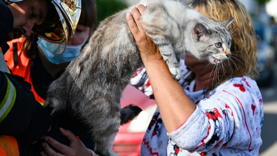 Illustration : "En Lorraine, 3 chats ont été sauvés des flammes d’un appartement en feu par les pompiers "