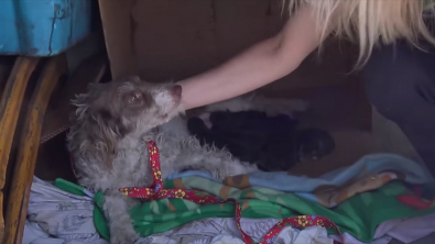 Illustration : "Une chienne errante secourue avec ses 9 chiots par une association montre sa gratitude (vidéo)"