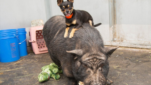 Illustration : "Un Chihuahua et un cochon sauvés par une association forment le couple inséparable emblématique de Timon et Pumba"