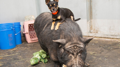 Illustration : Un Chihuahua et un cochon sauvés par une association forment le couple inséparable emblématique de Timon et Pumba