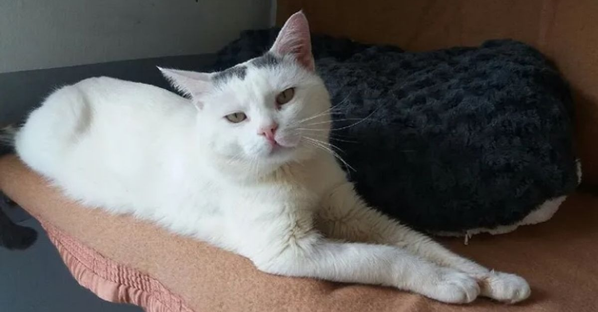 De Plus En Plus De Chats Abandonnes Et Non Identifies L Inquietude Montre Dans Ce Refuge Du Pas De Calais