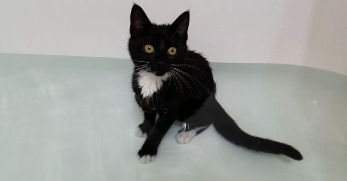 Contrairement A La Plupart De Ses Congeneres Ce Chat Est Aux Anges Quand Il Prend Son Bain Video