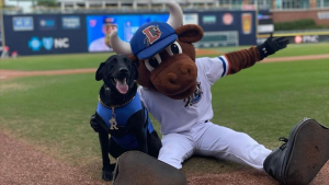 Illustration : "Ce Labrador athlétique est le Bat Dog officiel de plusieurs équipes de baseball des États-Unis (vidéo)"