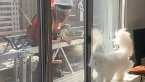 Illustration : "Une chatte vivant au 15e étage d’un immeuble se prend d’affection pour les ouvriers qui travaillent à sa fenêtre (vidéo) "
