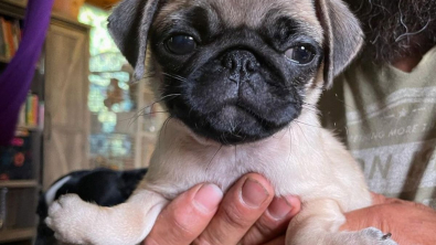 Illustration : Un chiot naît avec les pattes à l’envers : l’opération qui pourrait changer sa vie !