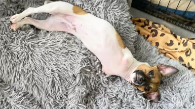 Illustration : Joey, un chien né sans pattes avant, aime se blottir et trouver du réconfort auprès d’animaux en peluche (vidéo)