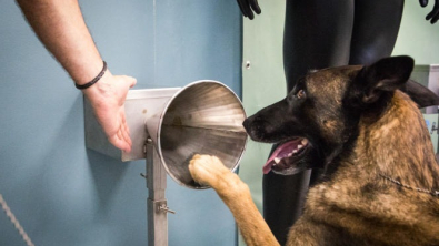 Illustration : "Les chiens détectent le Covid-19 aussi bien que les tests PCR !"