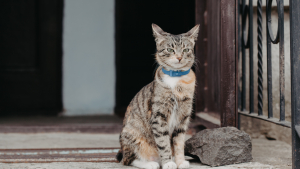Illustration : "Un chat permet de démasquer un cambrioleur grâce à … son collier GPS !"