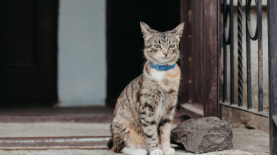 Illustration : "Un chat permet de démasquer un cambrioleur grâce à … son collier GPS !"