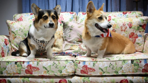 Illustration : "Les Corgis ont été mis à l’honneur lors du jubilé de la reine d’Angleterre"