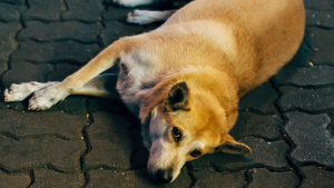 Illustration : "Une étude révèle ce que les chiens des rues font de leurs journées"
