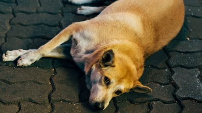 Illustration : "Une étude révèle ce que les chiens des rues font de leurs journées"