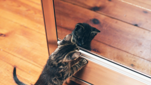 Illustration : "La réaction hilarante d’un chaton quand il découvre son reflet dans le miroir pour la première fois"