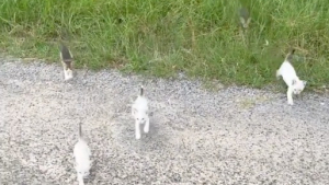 Illustration : "12 chatons abandonnés surgissent de l’herbe pour obtenir l’aide d’un homme arrêté sur le bord de la route"