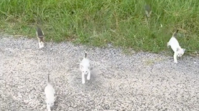 Illustration : "12 chatons abandonnés surgissent de l’herbe pour obtenir l’aide d’un homme arrêté sur le bord de la route"