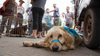 Illustration : "Des milliers de chiens sont tués chaque année pour le festival de la viande canine en Chine"
