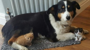 Illustration : "Un Border Collie continue à prendre soin de chatons orphelins malgré le cancer dont il est atteint"