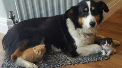 Illustration : "Un Border Collie continue à prendre soin de chatons orphelins malgré le cancer dont il est atteint"