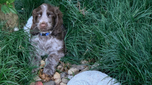 Illustration : "Le chiot Dougie semble mystérieusement connecté au chien décédé de ses propriétaires"