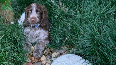 Illustration : "Le chiot Dougie semble mystérieusement connecté au chien décédé de ses propriétaires"