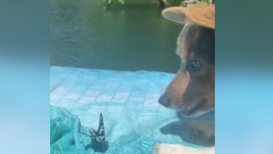 Illustration : "La vidéo poétique et mignonne d'un chien s'amusant avec un papillon au bord de l'eau"
