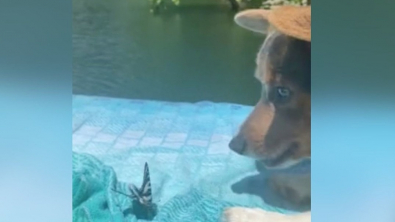 Illustration : "La vidéo poétique et mignonne d'un chien s'amusant avec un papillon au bord de l'eau"