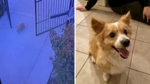 Illustration : "Un chien errant attend devant une maison et saisit la chance de sa vie lorsque la porte s'ouvre ! (Vidéo)"