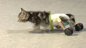 Illustration : "Un chaton paralysé et sur le point de perdre la vie fait une rencontre qui a changé son destin (vidéo)"