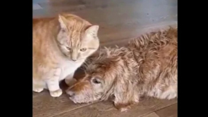 Illustration : "Un chien et un chat âgés sont meilleurs amis depuis qu’ils sont bébés et leur tendresse l’un envers l’autre est très touchante (vidéo)"