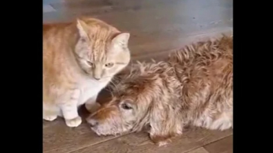 Illustration : Un chien et un chat âgés sont meilleurs amis depuis qu’ils sont bébés et leur tendresse l’un envers l’autre est très touchante (vidéo)