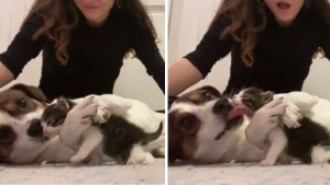 Illustration : " Un chien endeuillé après le décès de sa meilleure amie reprend goût à la vie grâce à des chatons (vidéo)"