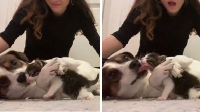Illustration : " Un chien endeuillé après le décès de sa meilleure amie reprend goût à la vie grâce à des chatons (vidéo)"