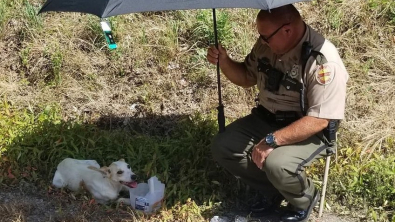 Illustration : Un soldat protège un chien, percuté par une voiture, de la canicule avec un parapluie et reste à ses côtés